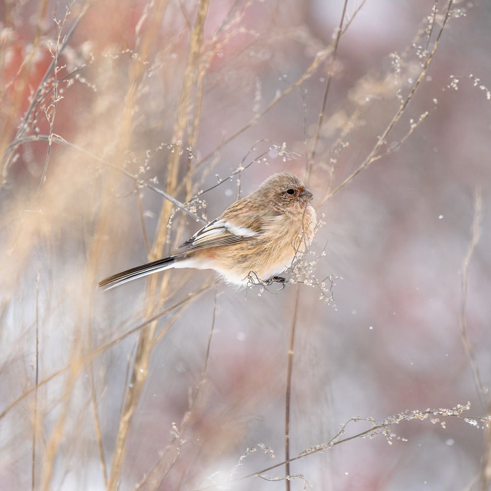Урагус. Long-tailed rosefinch.