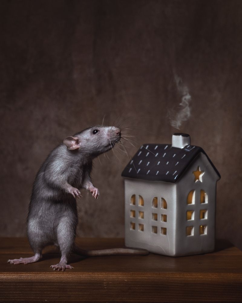 Фотография автора Наталья Водовозова