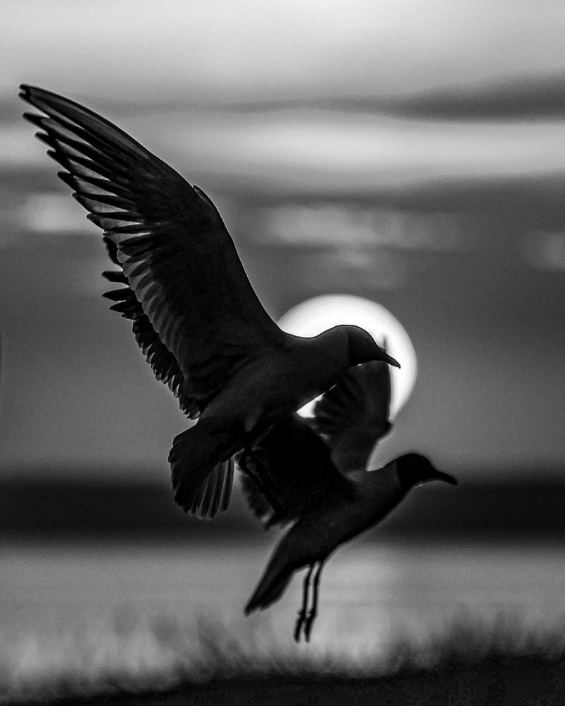 Photograph by Chic.chiquitita