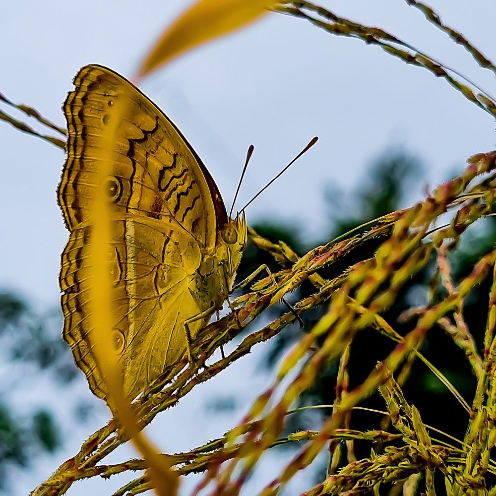 Photograph by Ankit Bhattacherjee