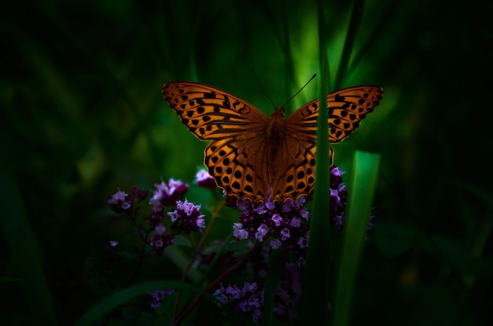 Photograph by Елена Кадаева