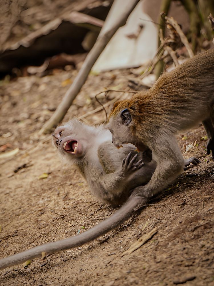 Maintaining Harmony: Tolerance and Conflict Resolution in Crab-Eating Macaque Communities