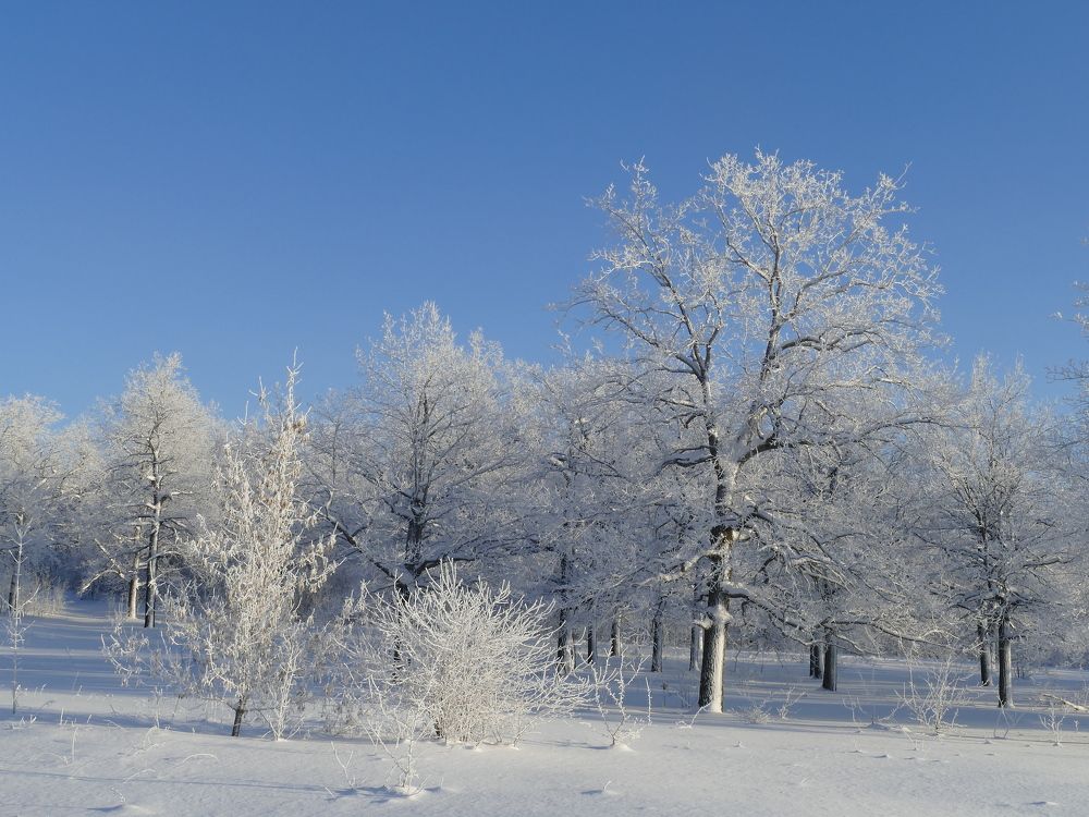 Зимний лес. Тишина.