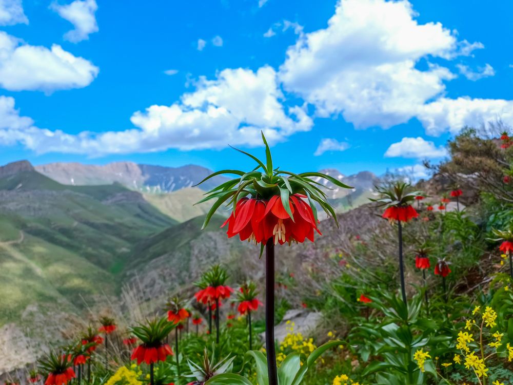 Tulips in the Shah Castle Mountain