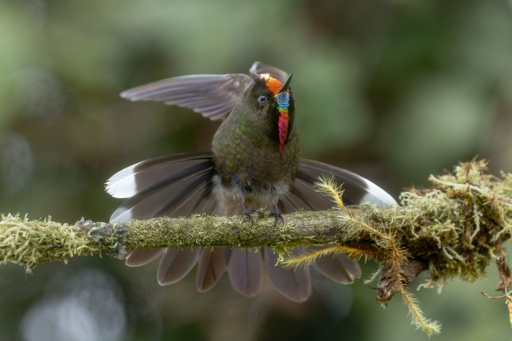 El arcoíris que vuela