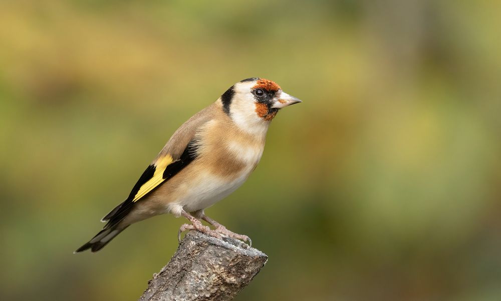 Фотография автора MARIA KULA