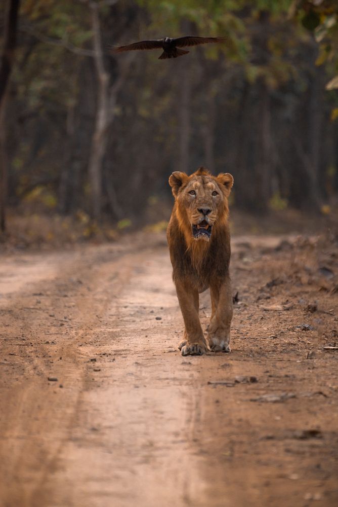 The king of the Jungle and a raven