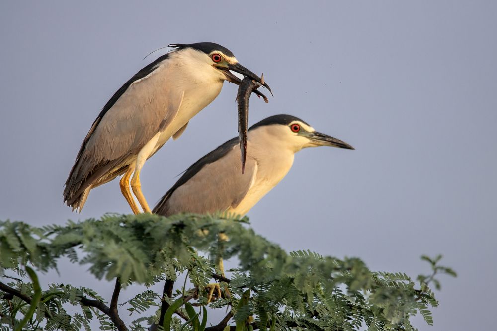 Photograph by Sugha Bapodara