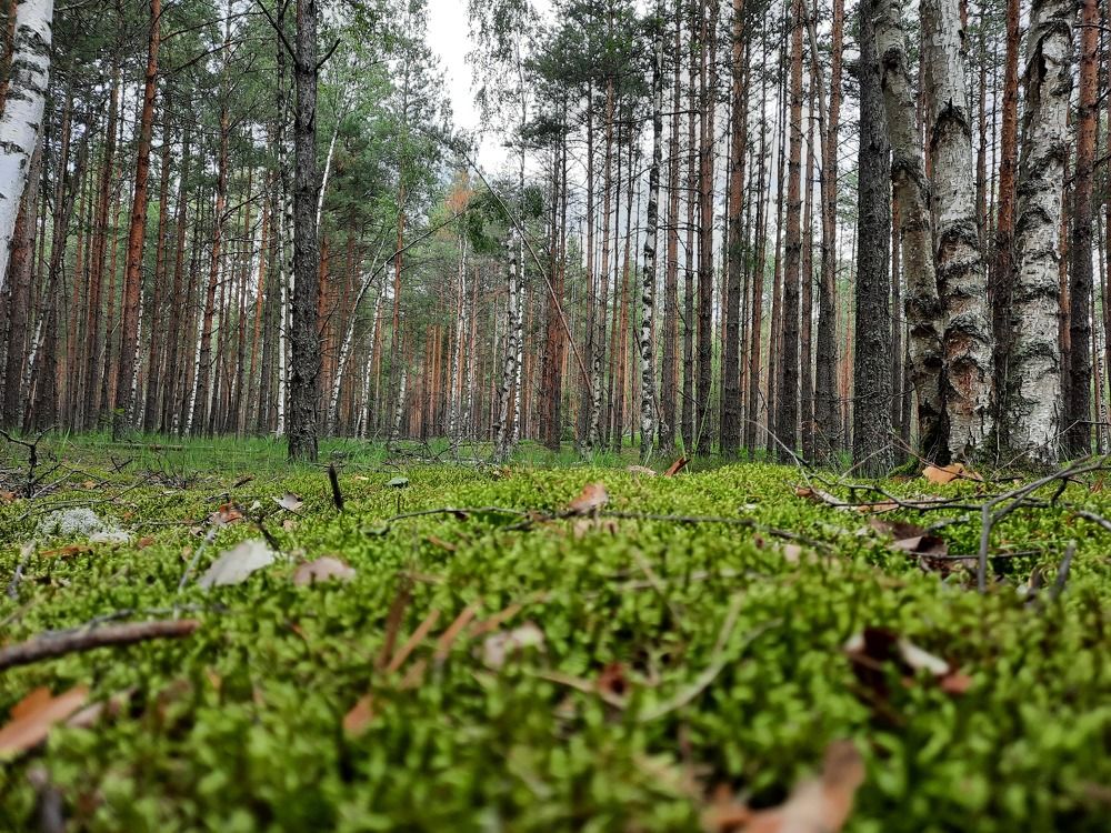 Photograph by Павел Борщев