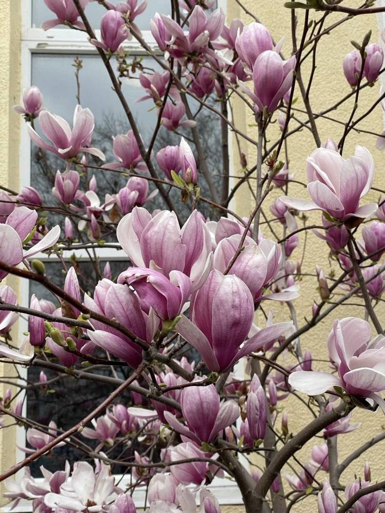 Цветёт магнолия.