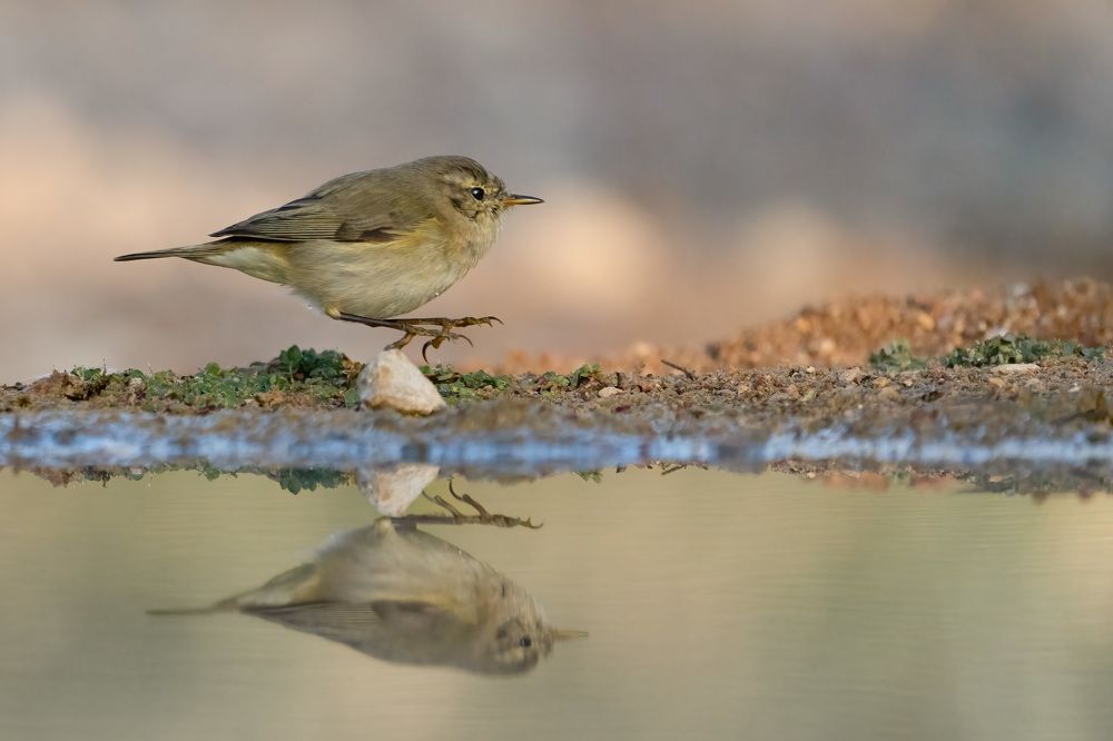 Photograph by Elena Levi