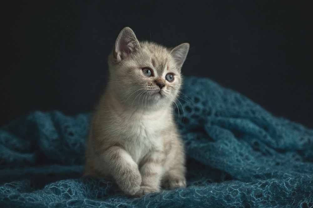 Фотография автора Мороз Ирина