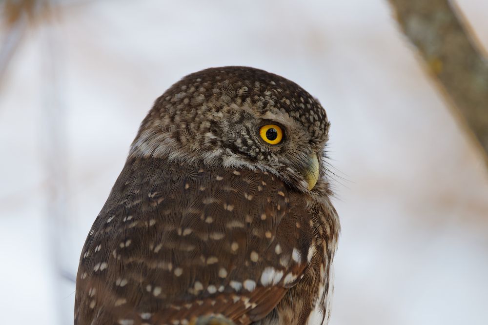 Photograph by Вера Машина