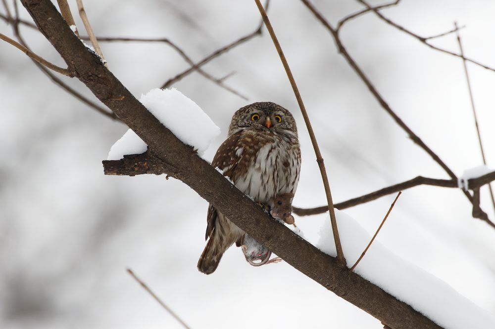 Photograph by Вера Машина