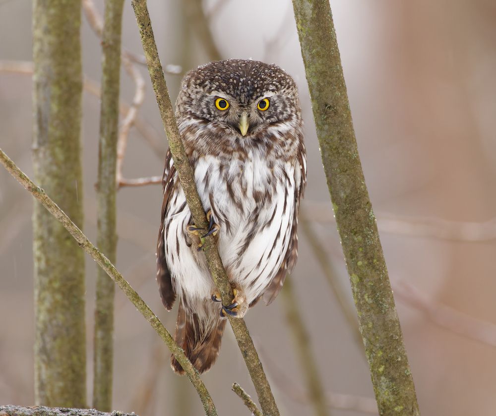 Photograph by Вера Машина