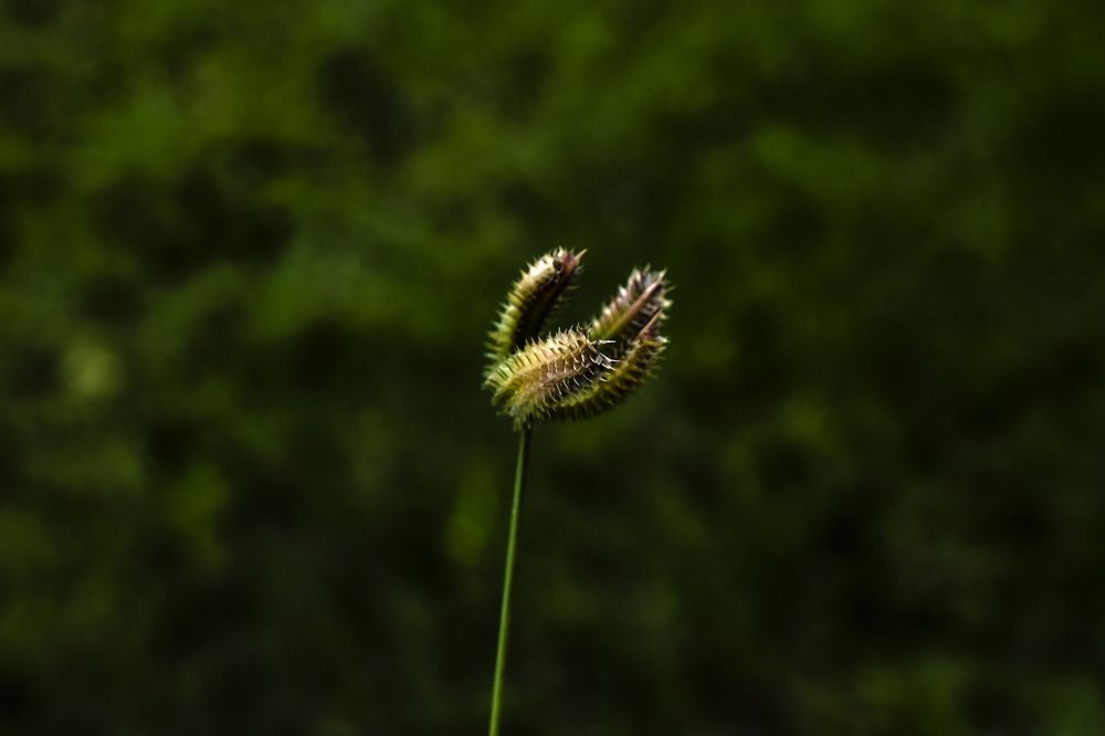 Photograph by Pujo Cahyono