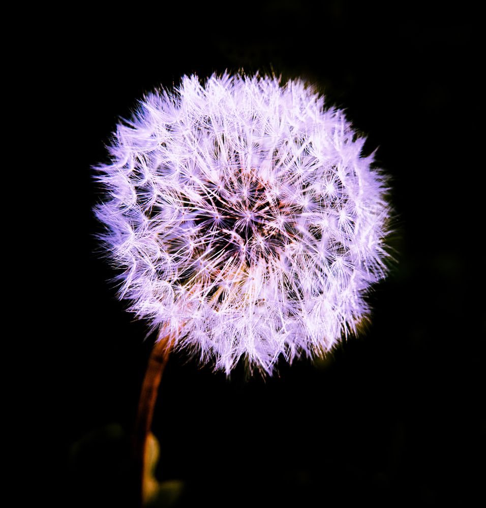 Неоновые цветы