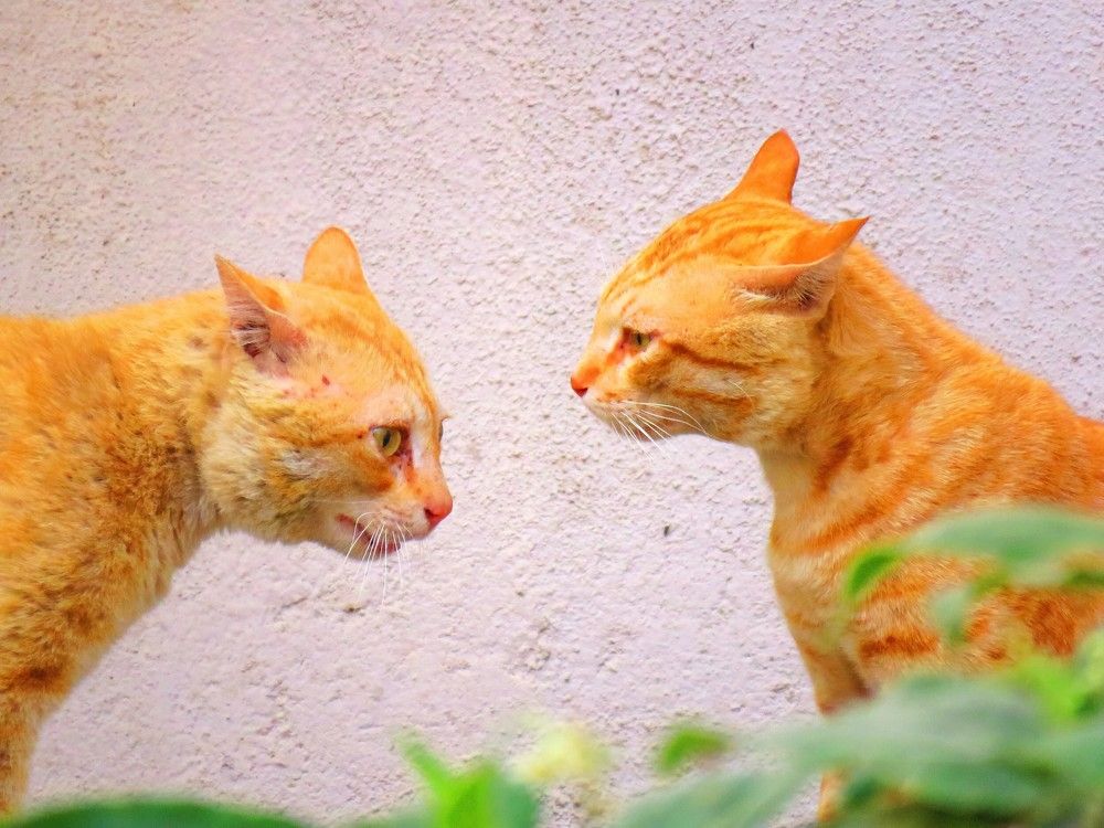2 stray cats arguing