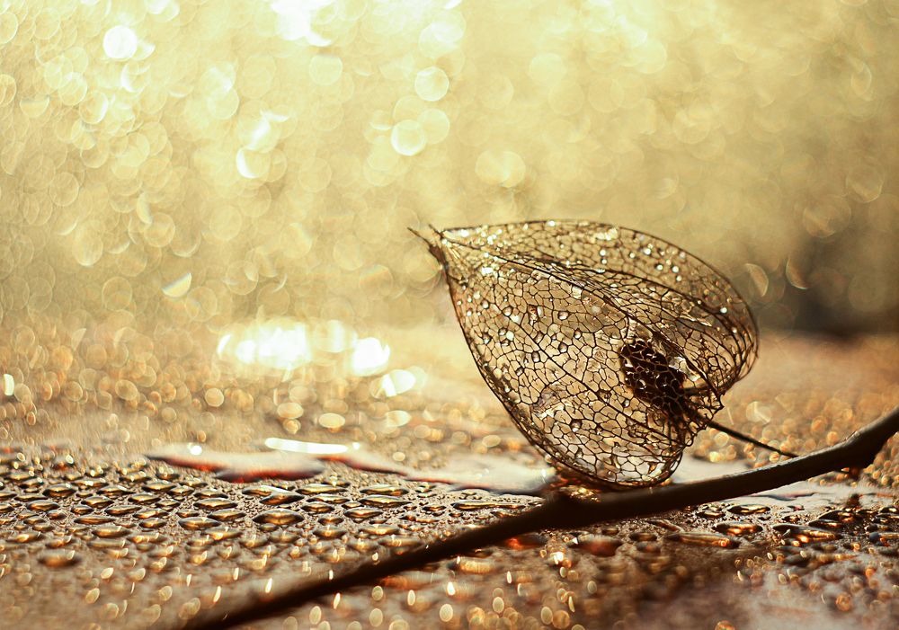 Photograph by Светлана Кавказская