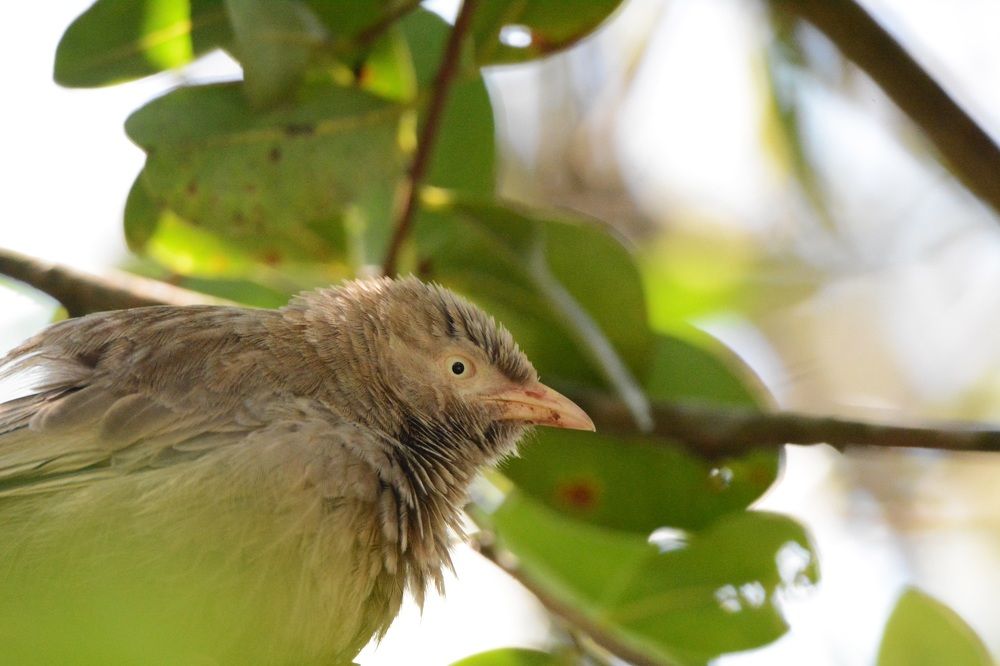 Photograph by G.D.T. Perera Perera