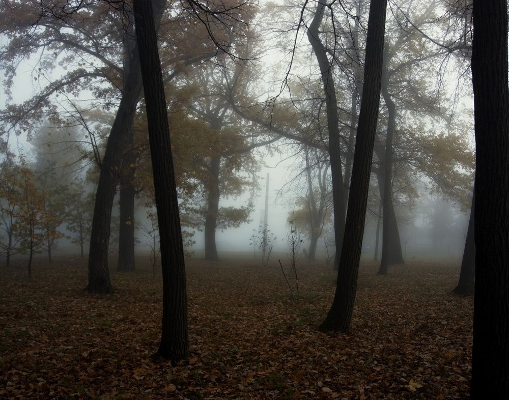 туманное утро в городе