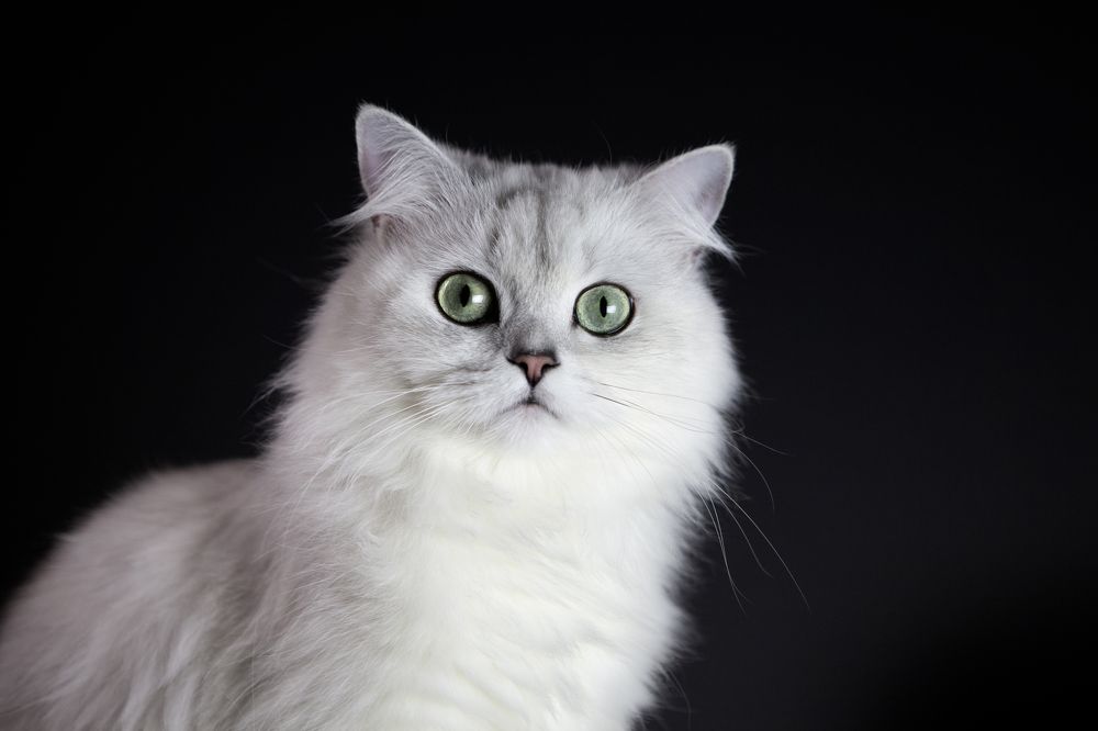 Фотография автора Ольга Гордиенко