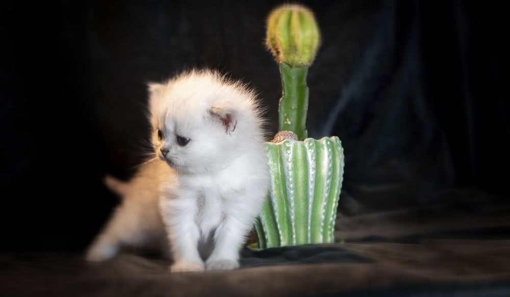 Фотография автора Ольга Гордиенко