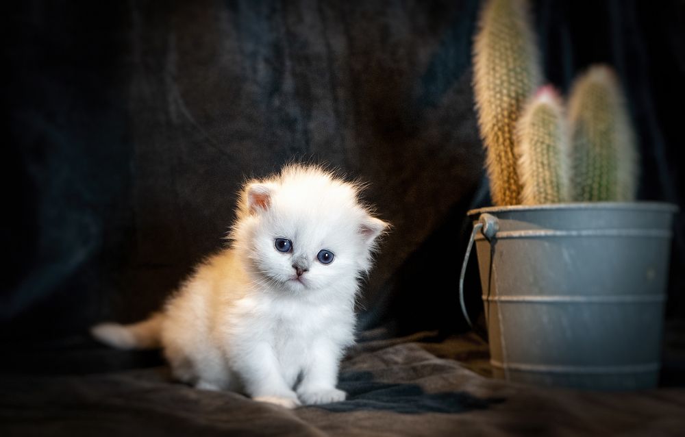 Фотография автора Ольга Гордиенко