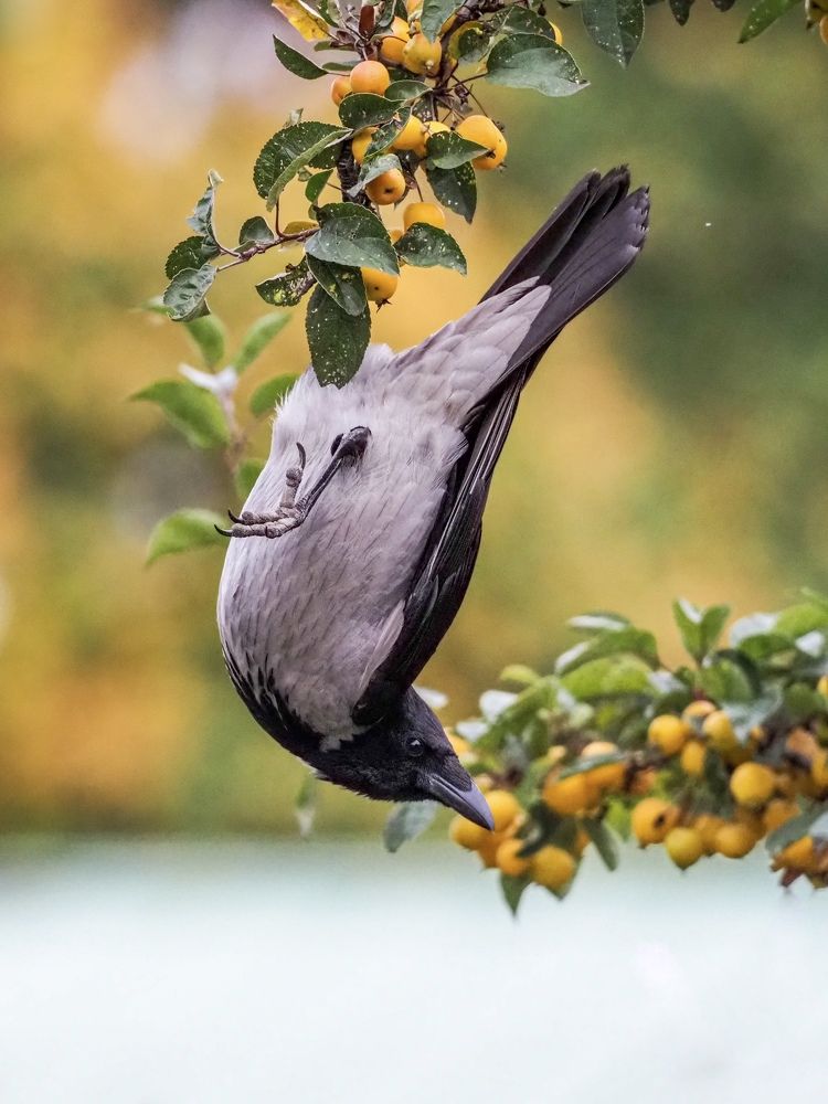 Фотография автора Mariya Belyalova