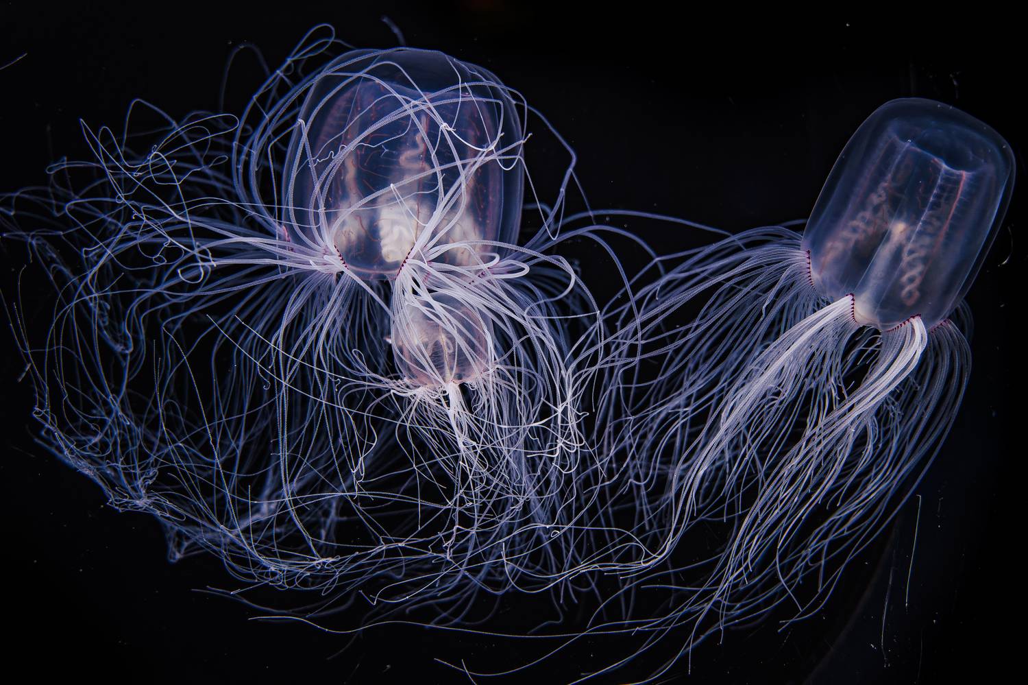 Spirocodon saltatrix
