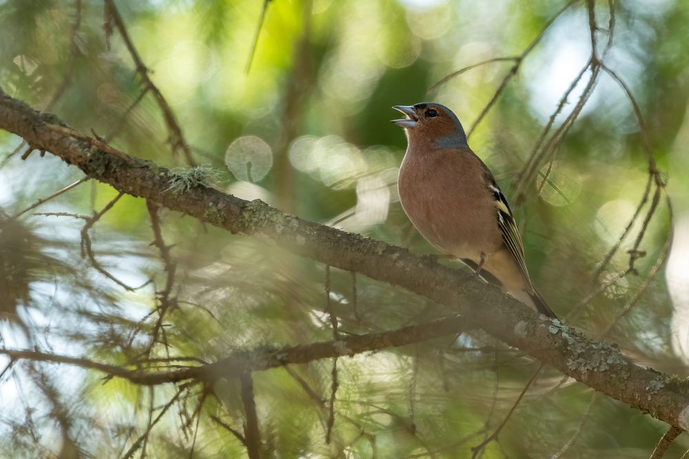 Photograph by Gatis Vilbrants