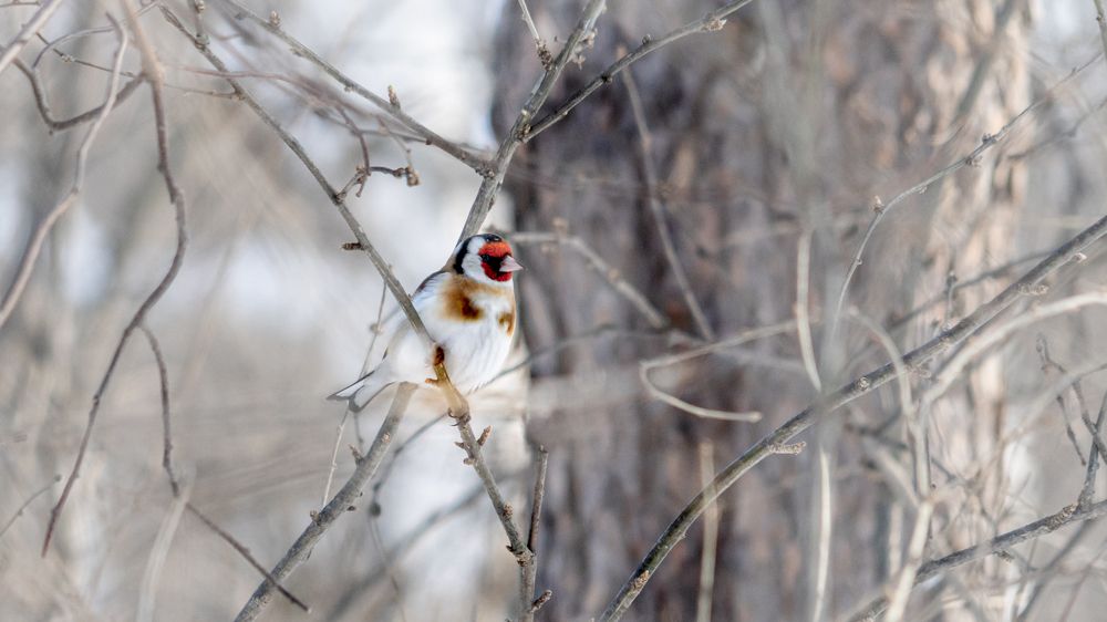 Черноголовый щегол