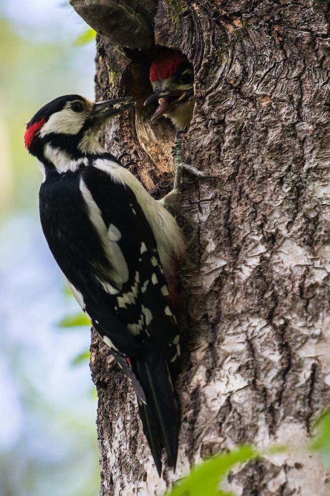 Photograph by Татьяна Гладкова