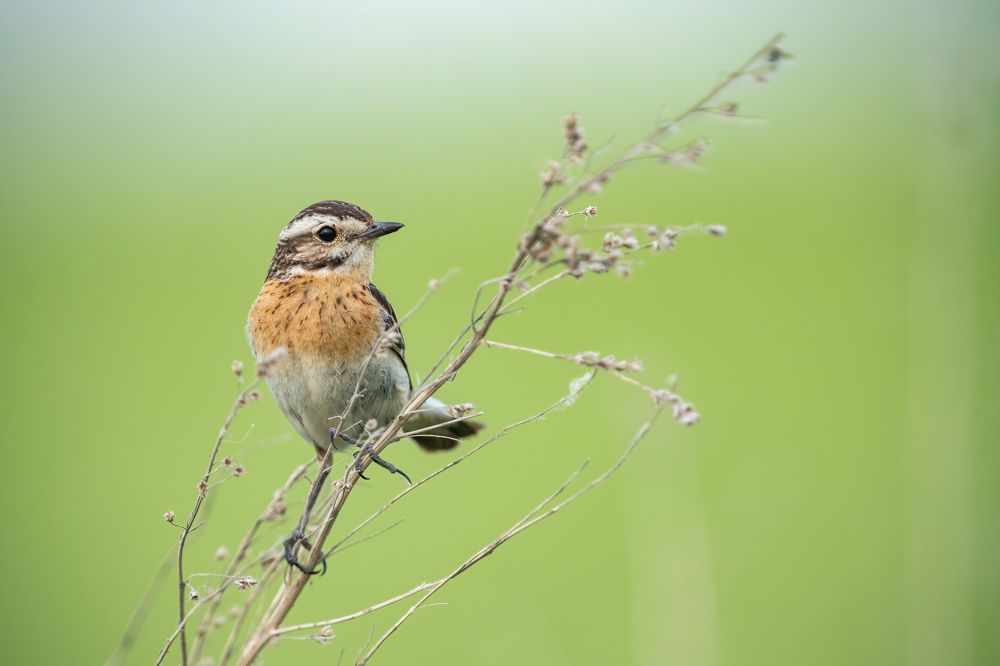 Photograph by Gatis Vilbrants