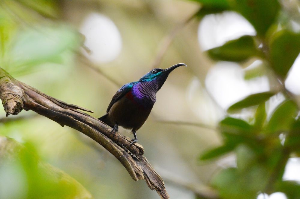 Photograph by G.D.T. Perera Perera