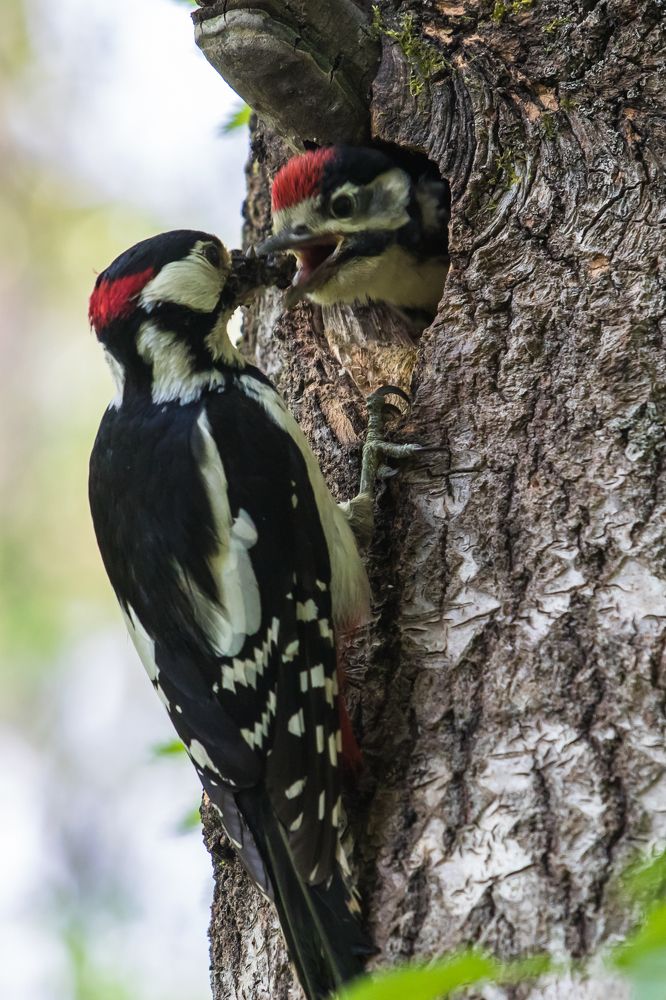 Photograph by Татьяна Гладкова