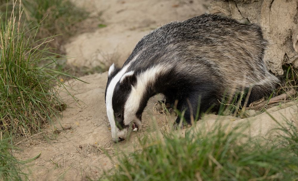 Badger