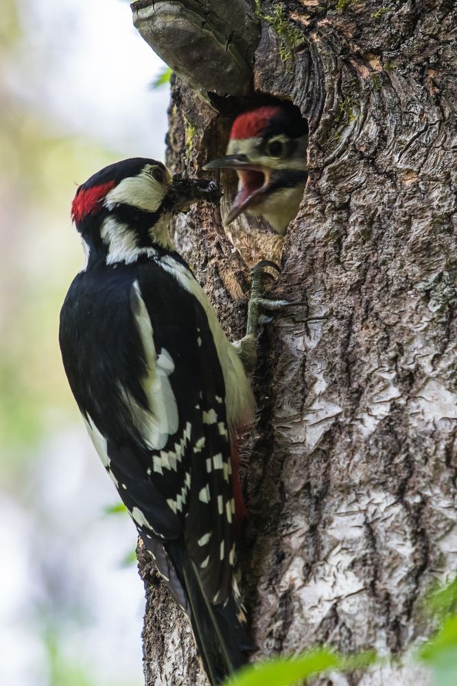 Photograph by Татьяна Гладкова