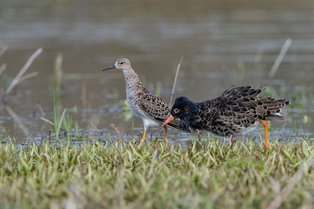 Photograph by Gatis Vilbrants