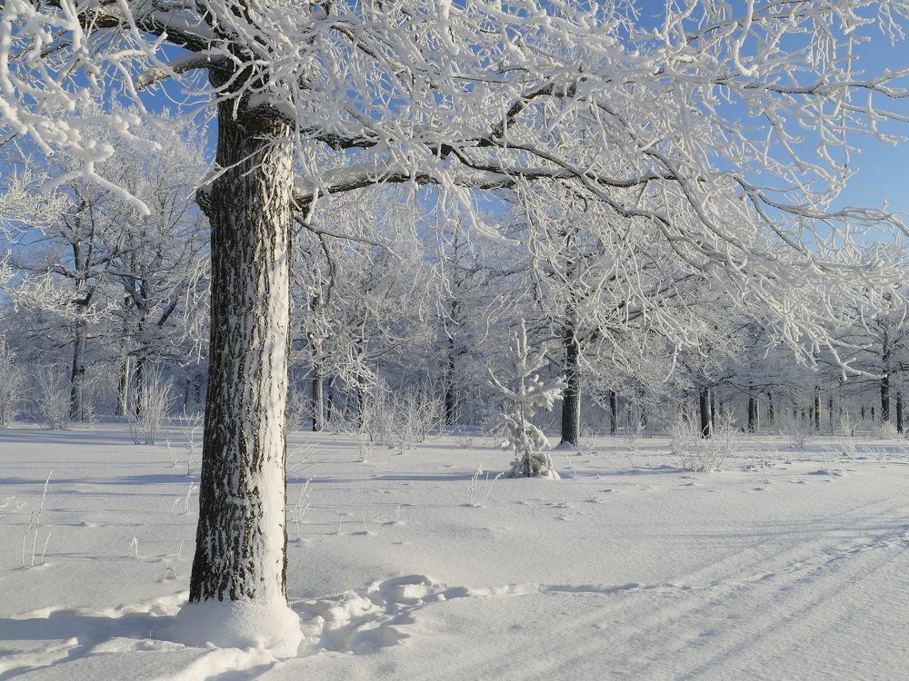 Photograph by Александр Кизим