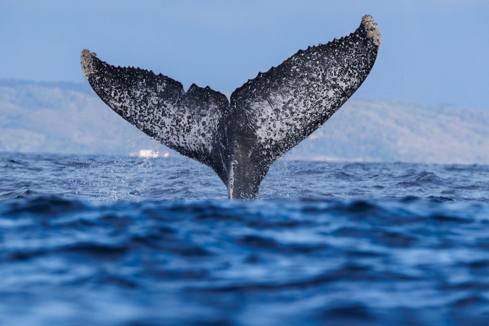 Photograph by Omar Carax