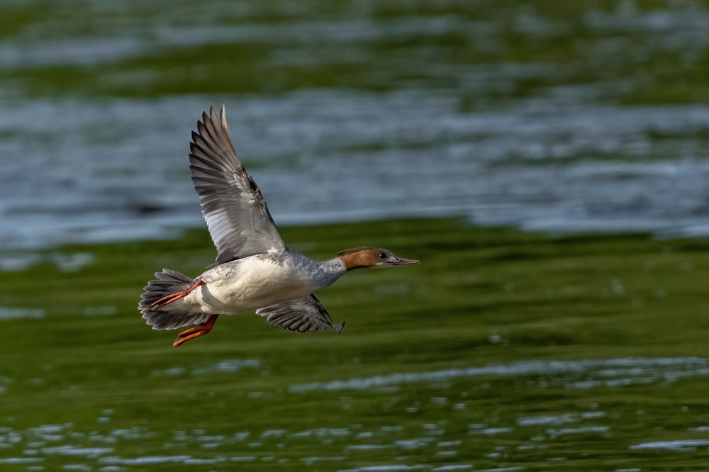 Photograph by Gatis Vilbrants