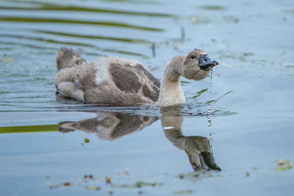 Photograph by Gatis Vilbrants