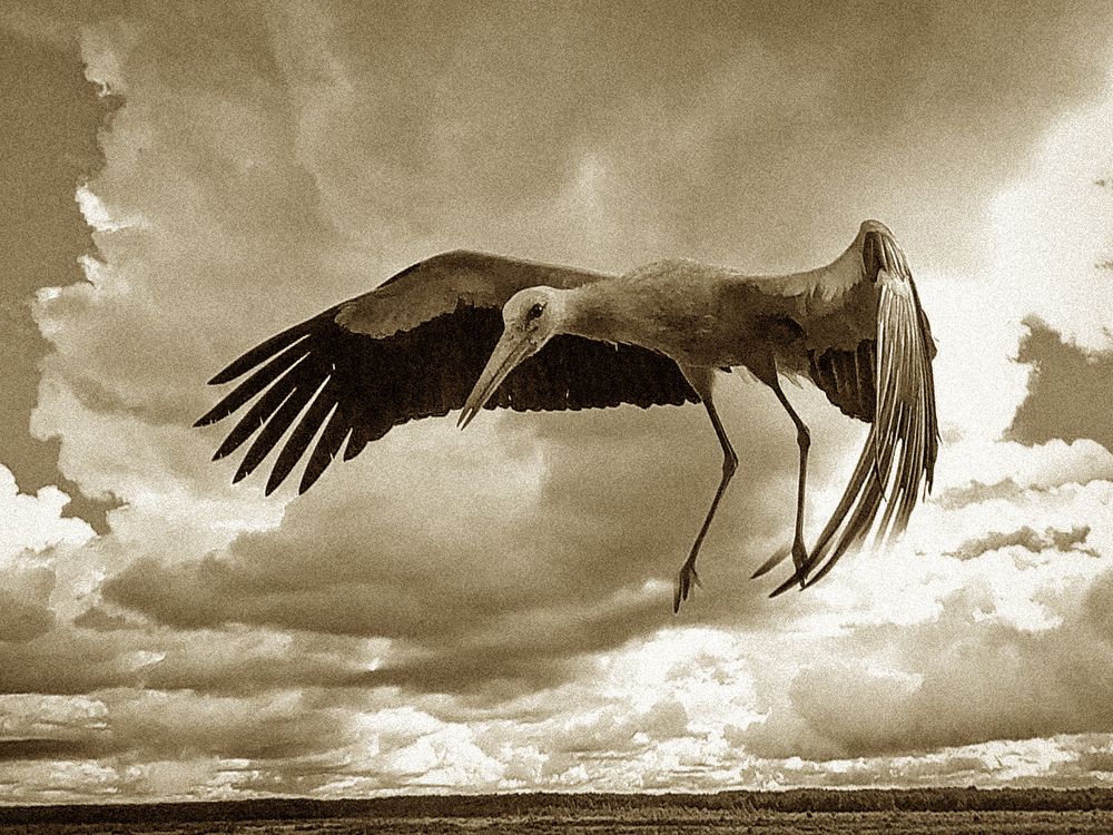 Аист в движении