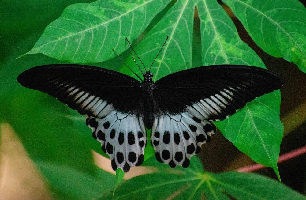 Photograph by Sudha Surendran