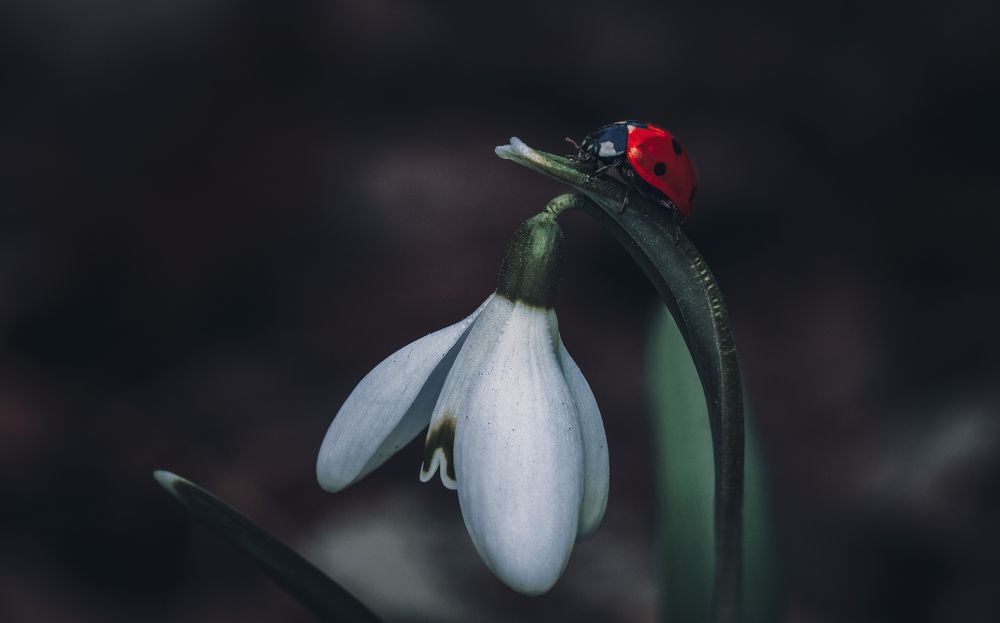 Photograph by Тараненко Анжелика