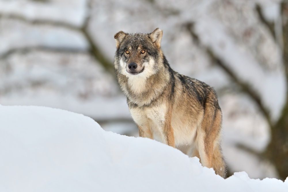 Photograph by Lubomir Novak