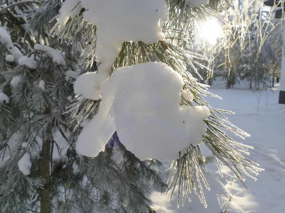 Еловые лапы на фое солнечных лучей