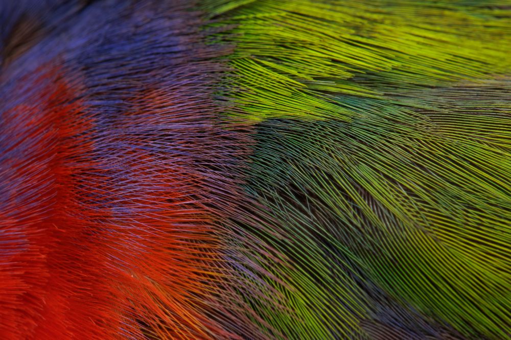 Photograph by Omar Carax