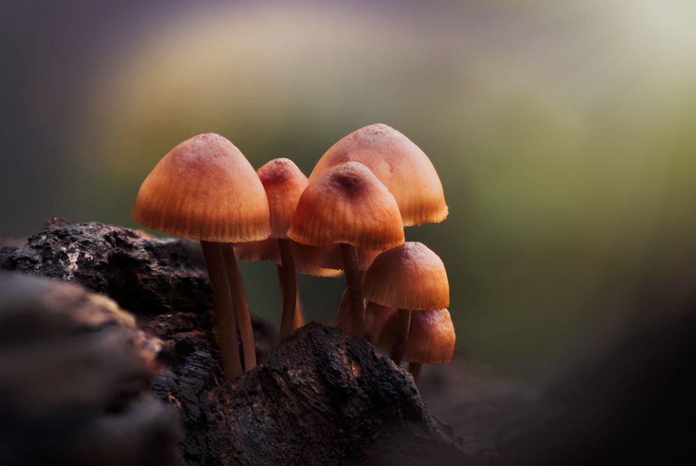 Photograph by Тараненко Анжелика